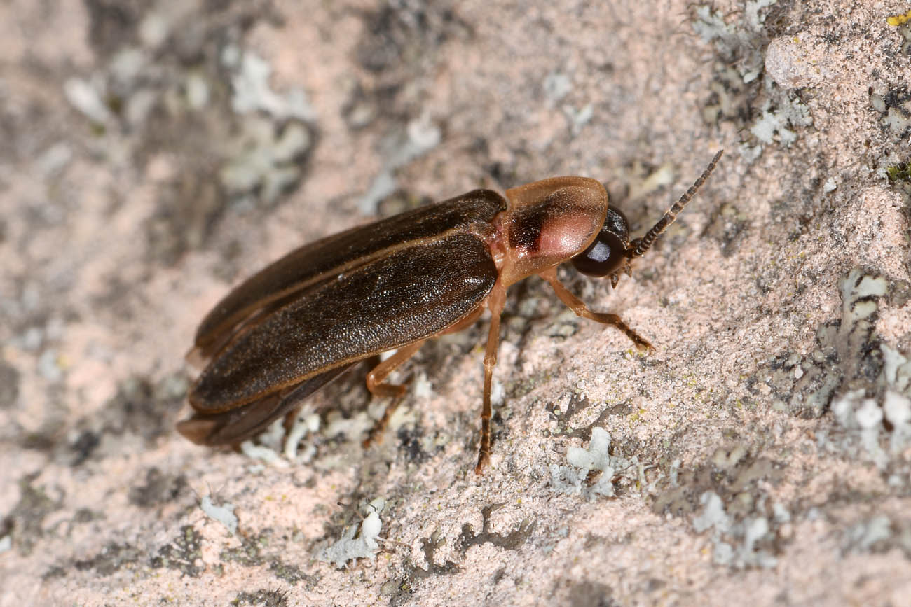 Lampyridae: Lampyris sp?  S, Lampyris fuscata